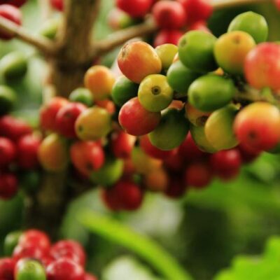 咖啡豆树长什么样子成熟后颜色， 咖啡豆青色红色图片
