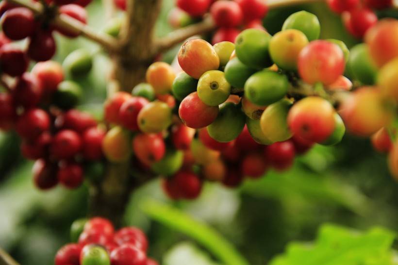咖啡豆树长什么样子成熟后颜色， 咖啡豆青色红色图片_1