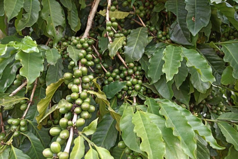 咖啡豆树长什么样子成熟后颜色， 咖啡豆青色红色图片_4