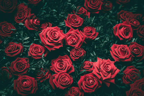 各种颜色玫瑰鲜花图片_3