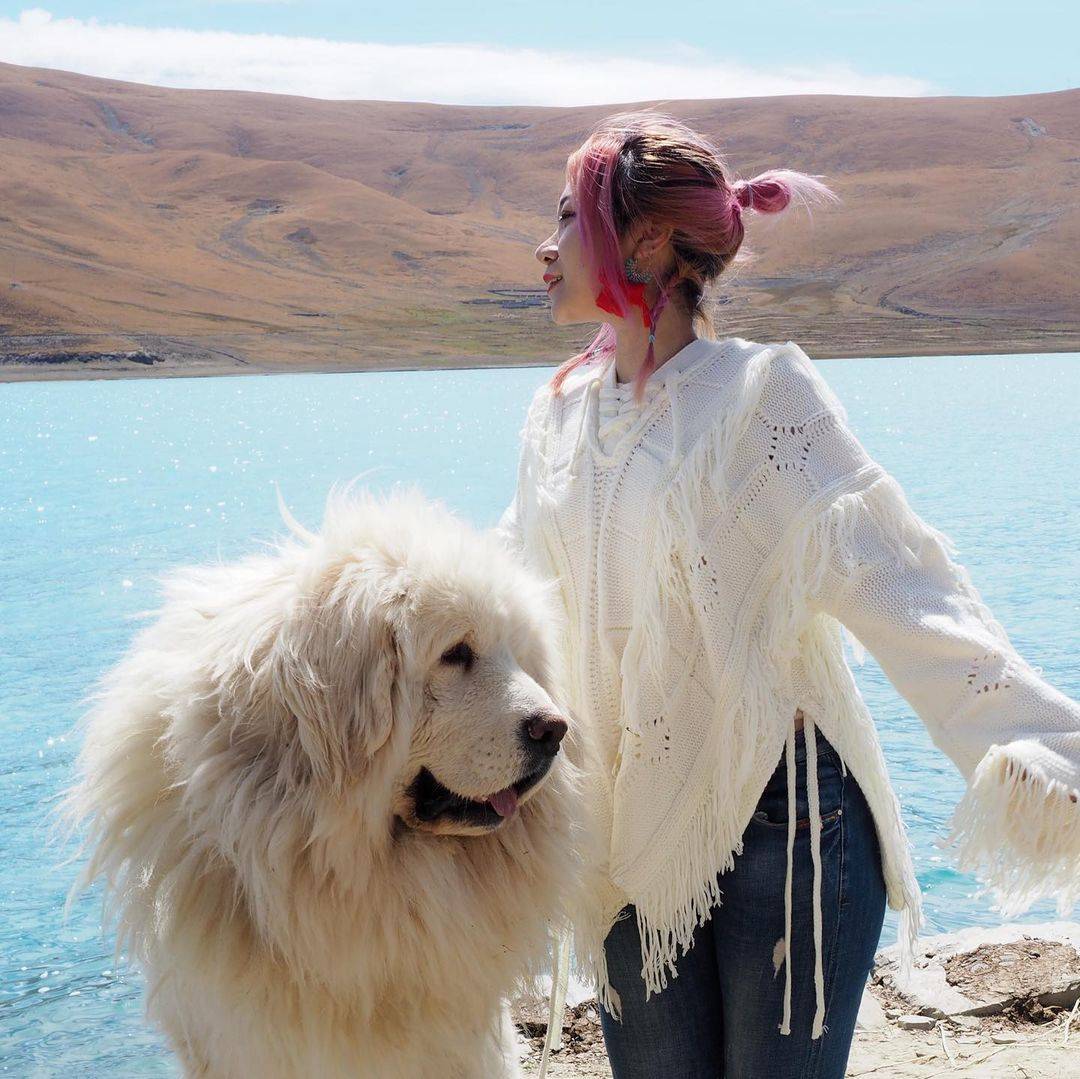 西藏拉薩羊卓雍措湖的白色藏獒 雪獒 又称白獒，美女实拍合照图！_3