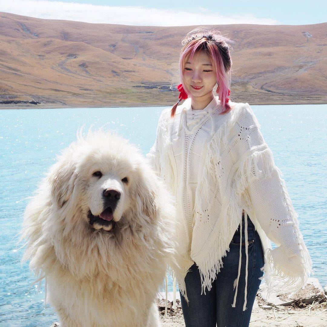 西藏拉薩羊卓雍措湖的白色藏獒 雪獒 又称白獒，美女实拍合照图！_2