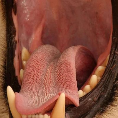 狮子舌头上的倒刺舌刺图片