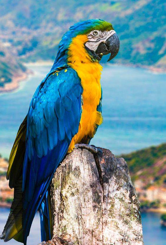 金刚鹦鹉图片，世界上最大最漂亮的鹦鹉_5