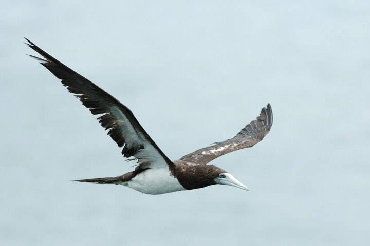 白腹鰹鳥(褐鰹鳥)實拍圖_9