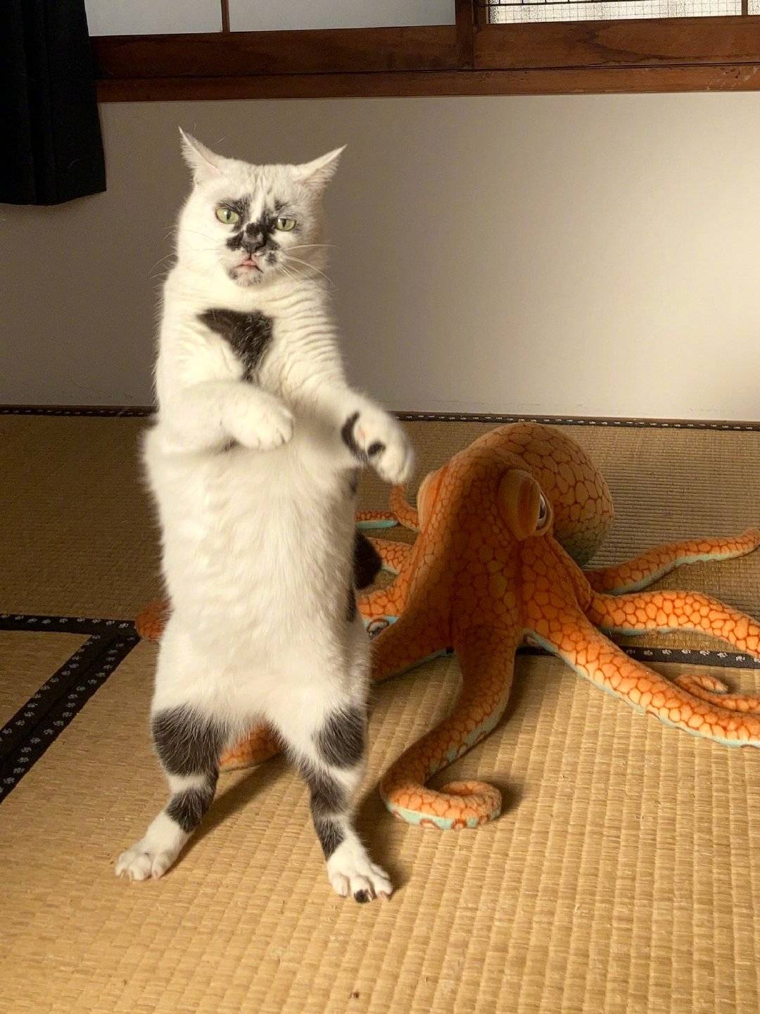 白猫和章鱼大玩偶打架！大章鱼太吓人了！_4