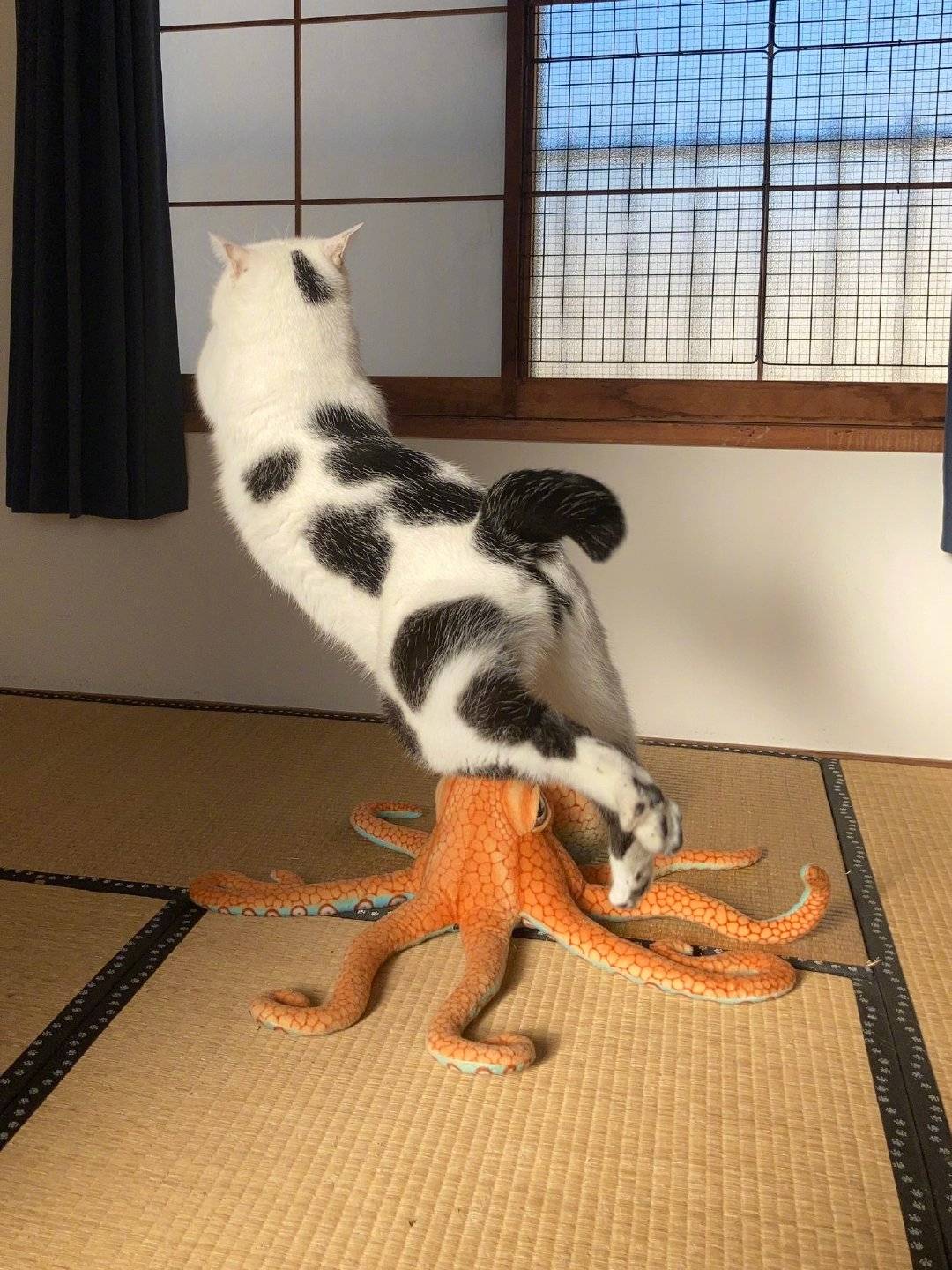 白猫和章鱼大玩偶打架！大章鱼太吓人了！_6