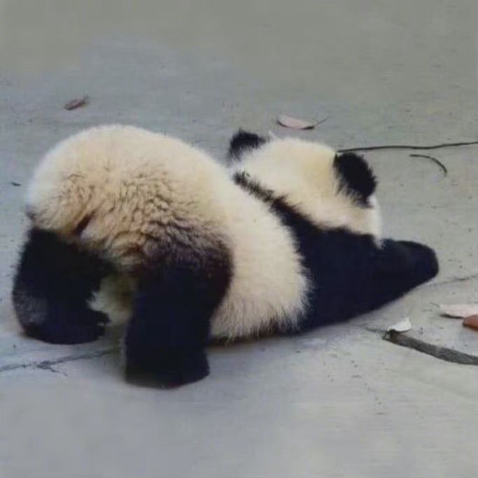 国宝大熊猫慵懒微信头像_1