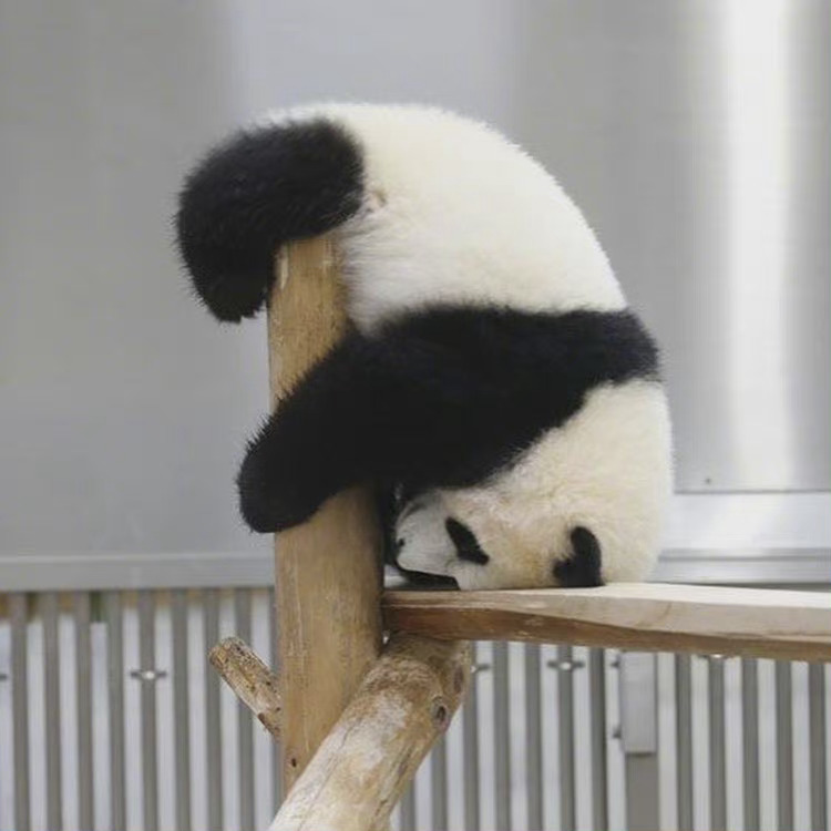 国宝大熊猫慵懒微信头像_3