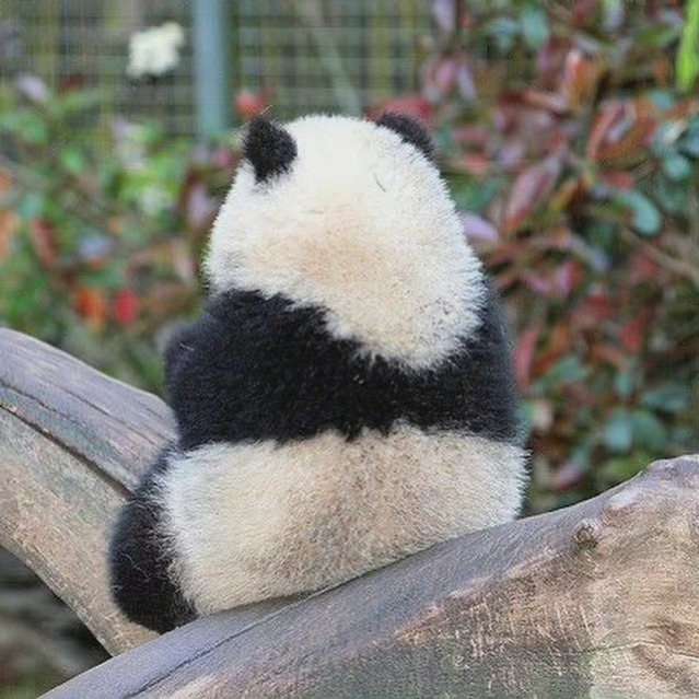 国宝大熊猫慵懒微信头像_4