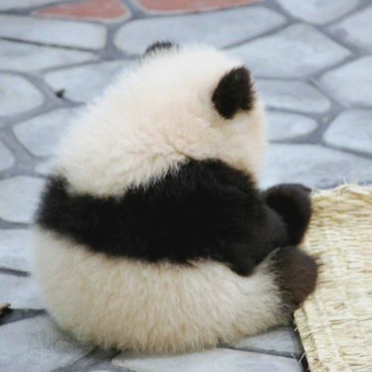 国宝大熊猫慵懒微信头像_5