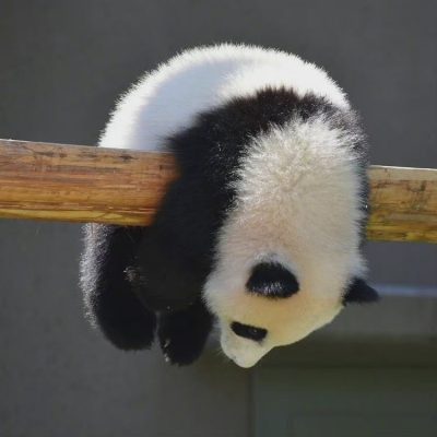 国宝大熊猫慵懒微信头像