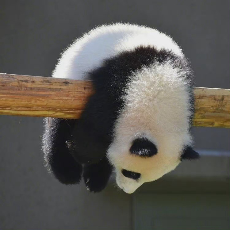 国宝大熊猫慵懒微信头像_7