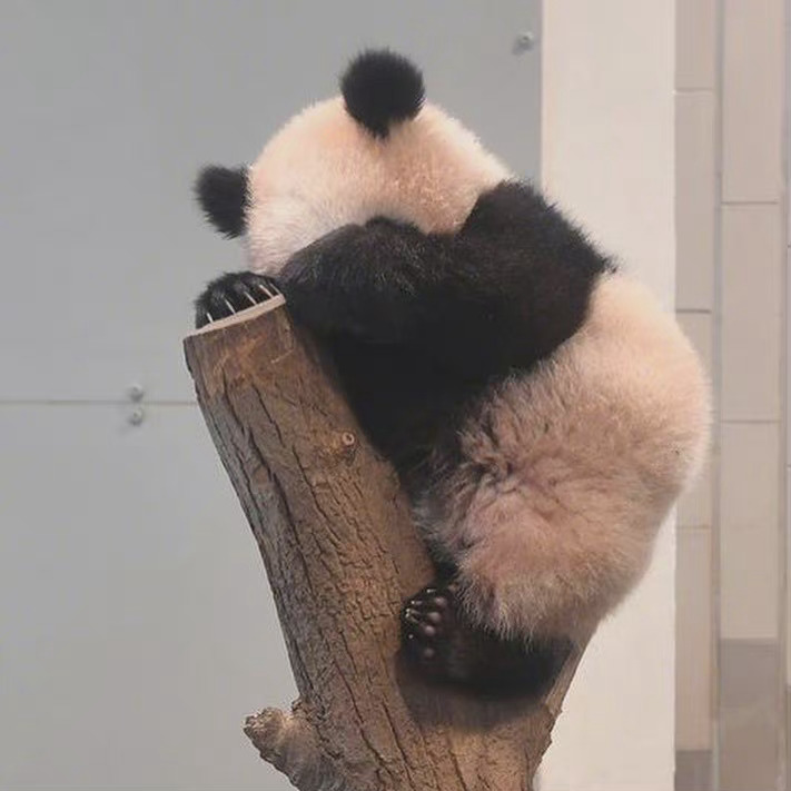 国宝大熊猫慵懒微信头像_8