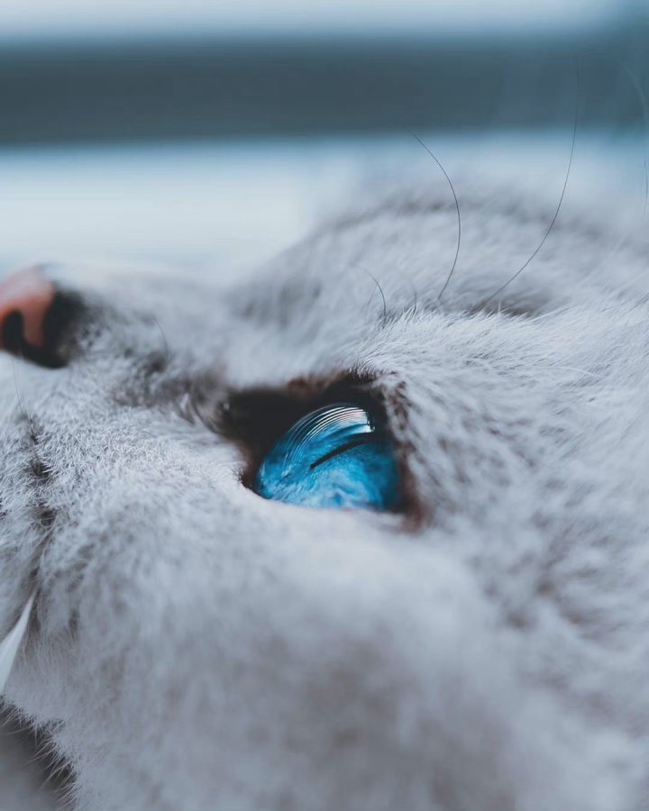 蓝色眼镜的猫咪特写，眼睛里有星辰大海 ​​​_1