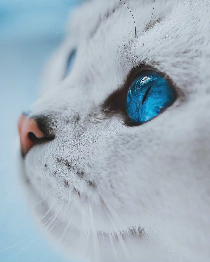 蓝色眼镜的猫咪特写，眼睛里有星辰大海 ​​​_3