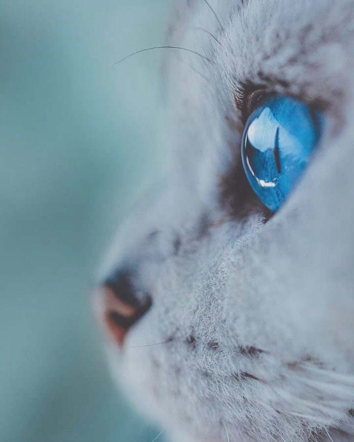 蓝色眼镜的猫咪特写，眼睛里有星辰大海 ​​​_5