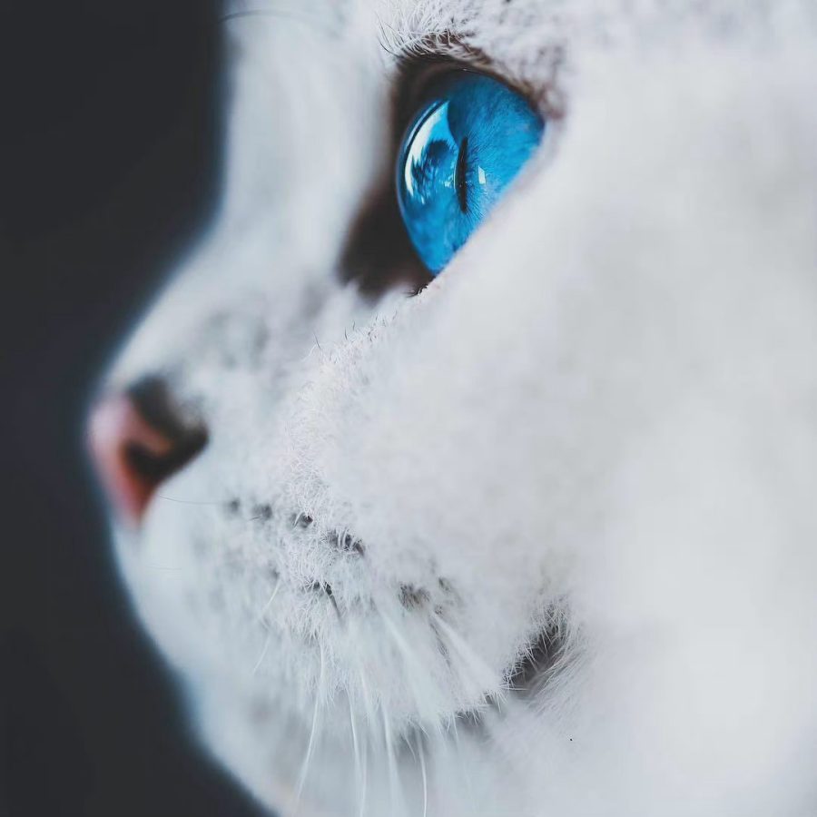 蓝色眼镜的猫咪特写，眼睛里有星辰大海 ​​​_6