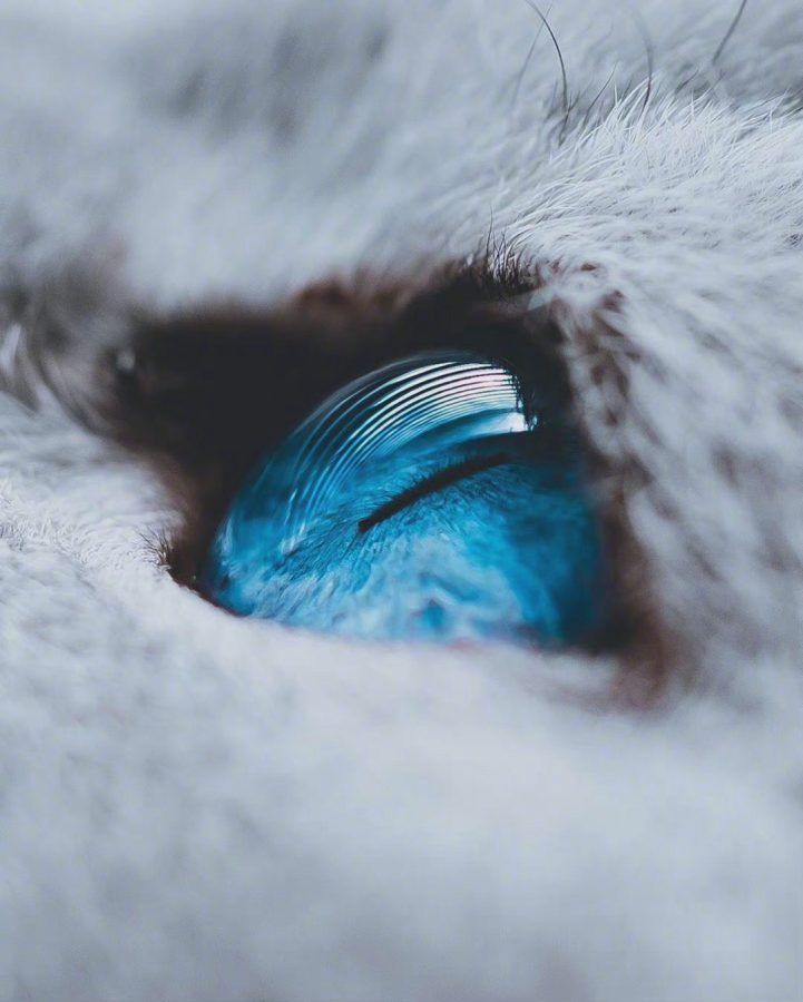 蓝色眼镜的猫咪特写，眼睛里有星辰大海 ​​​_7