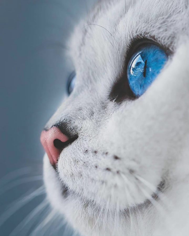蓝色眼镜的猫咪特写，眼睛里有星辰大海 ​​​_8