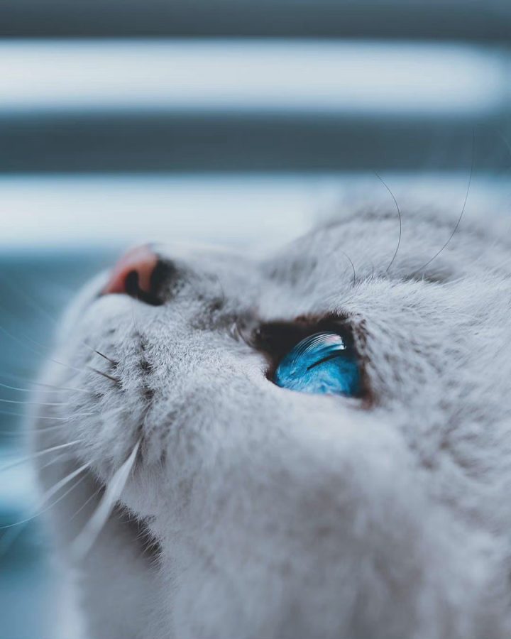 蓝色眼镜的猫咪特写，眼睛里有星辰大海 ​​​_9