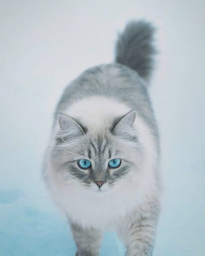 西伯利亚森林猫图片，霸气与可爱并存_1
