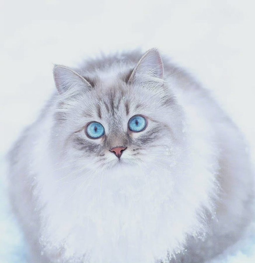 西伯利亚森林猫图片，霸气与可爱并存_3