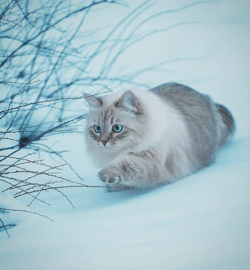 西伯利亚森林猫图片，霸气与可爱并存_4
