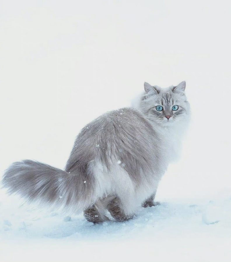 西伯利亚森林猫图片，霸气与可爱并存_5