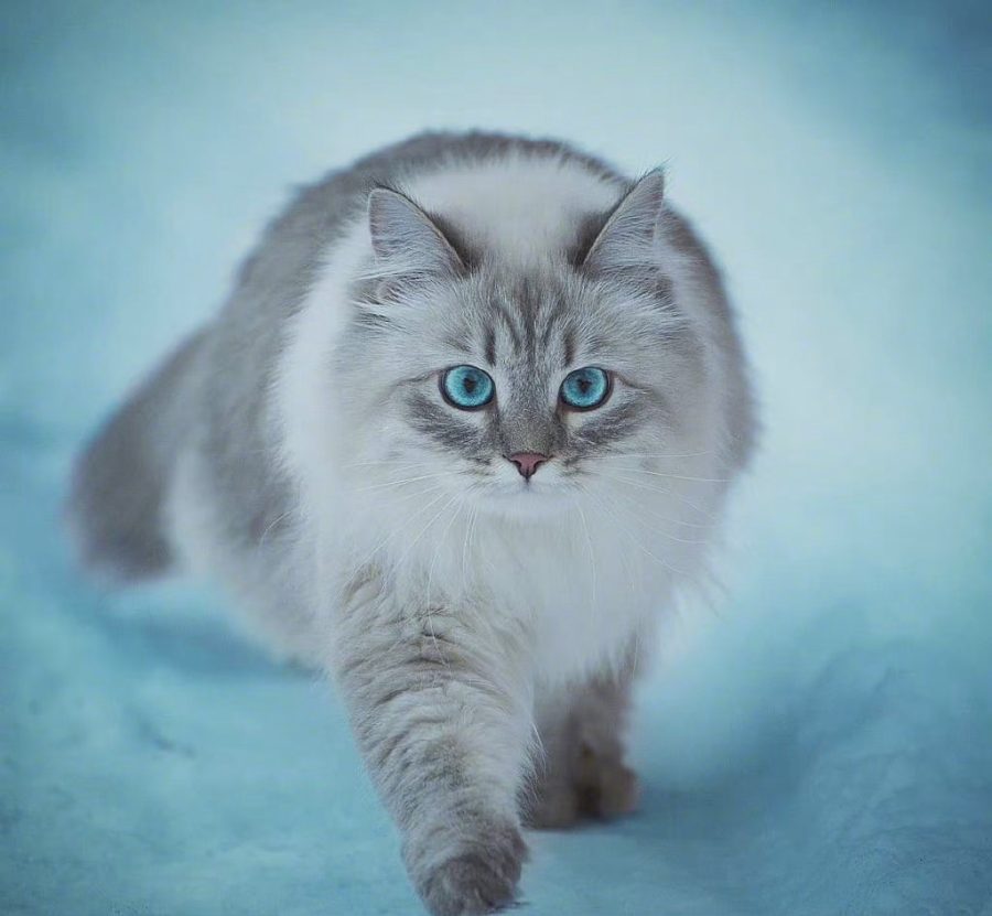 西伯利亚森林猫图片，霸气与可爱并存_6