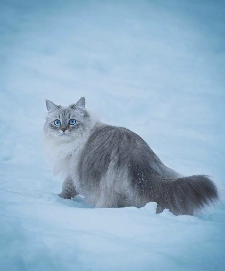 西伯利亚森林猫图片，霸气与可爱并存_7