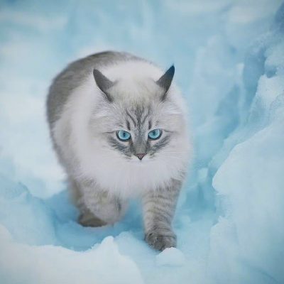 西伯利亚森林猫图片，霸气与可爱并存