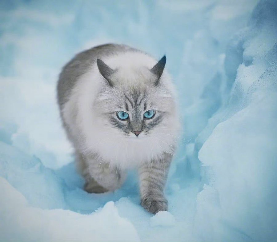西伯利亚森林猫图片，霸气与可爱并存_9