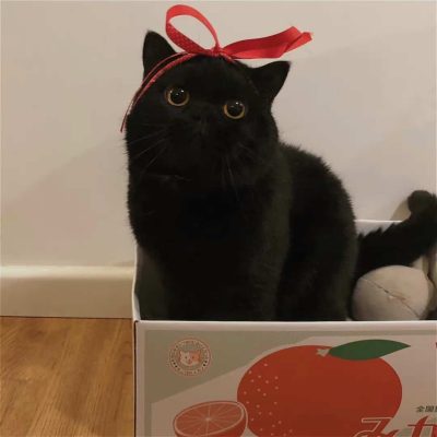 可爱高冷的纯黑色小猫高清图片
