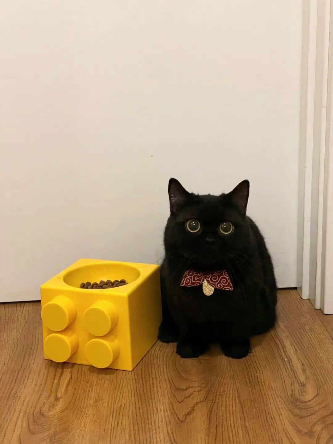 可爱高冷的纯黑色小猫高清图片_9