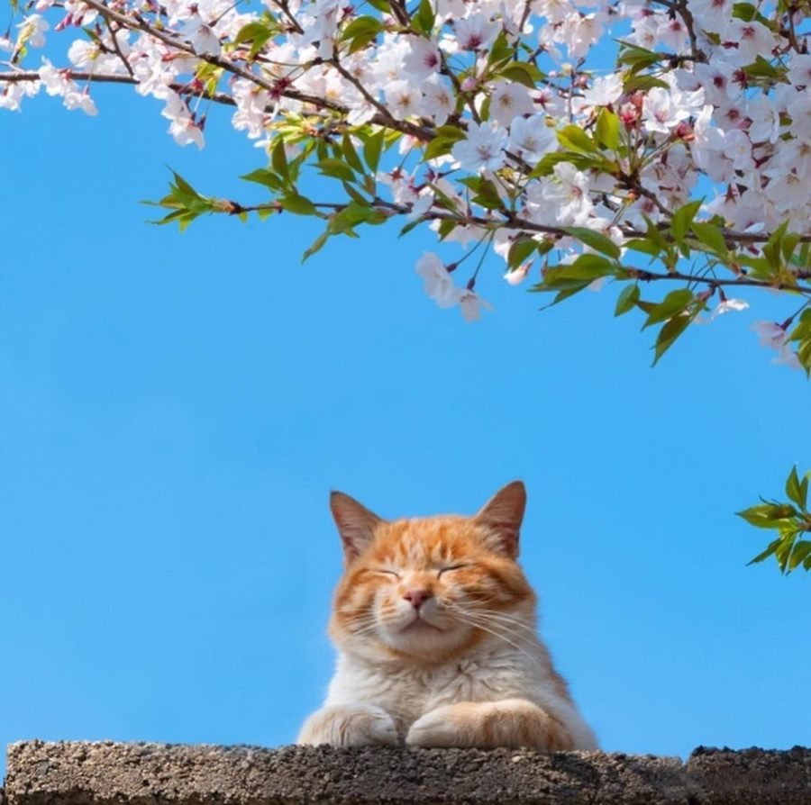 春日里赏海棠花晒太阳的小猫咪_1