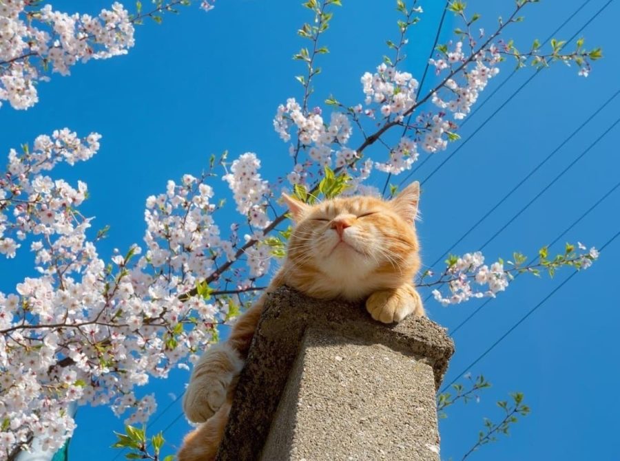 春日里赏海棠花晒太阳的小猫咪_2