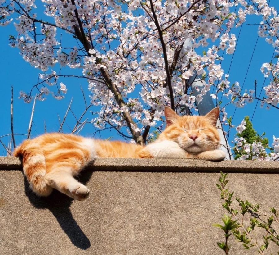 春日里赏海棠花晒太阳的小猫咪_4