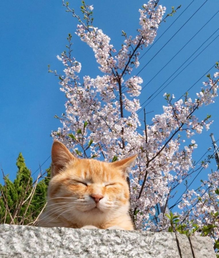 春日里赏海棠花晒太阳的小猫咪_5