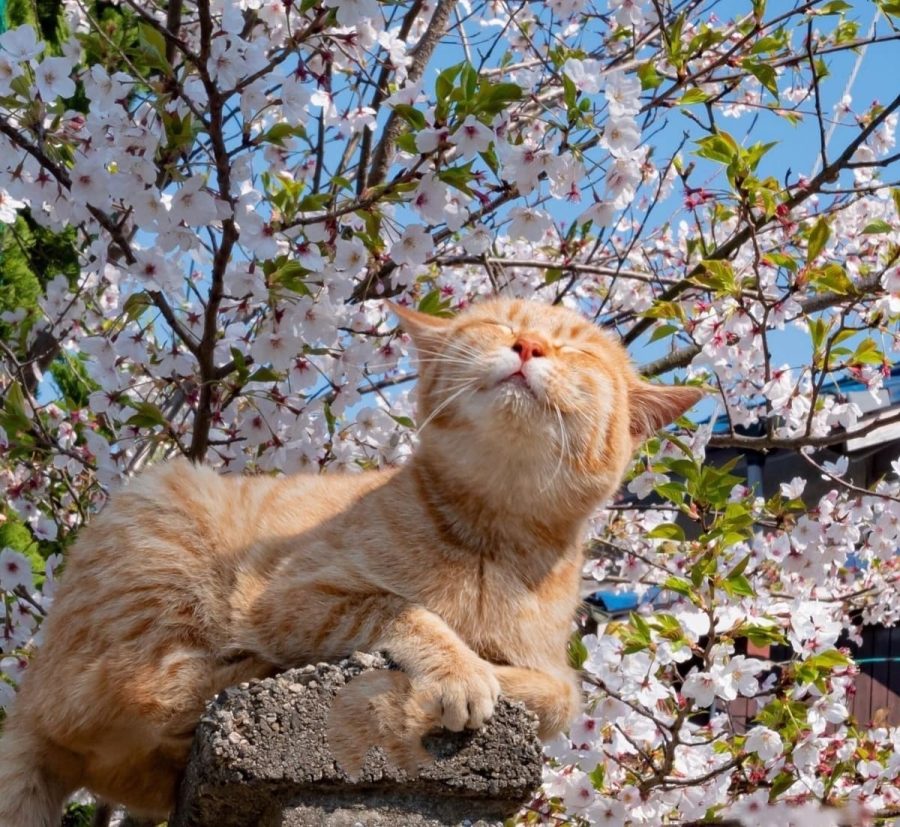 春日里赏海棠花晒太阳的小猫咪_8