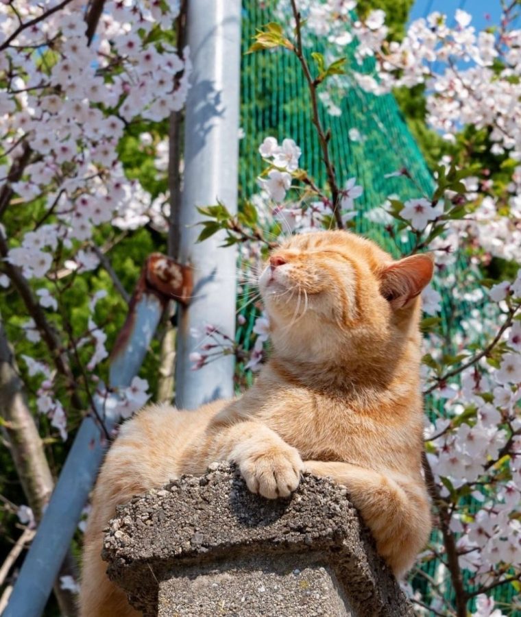春日里赏海棠花晒太阳的小猫咪_9