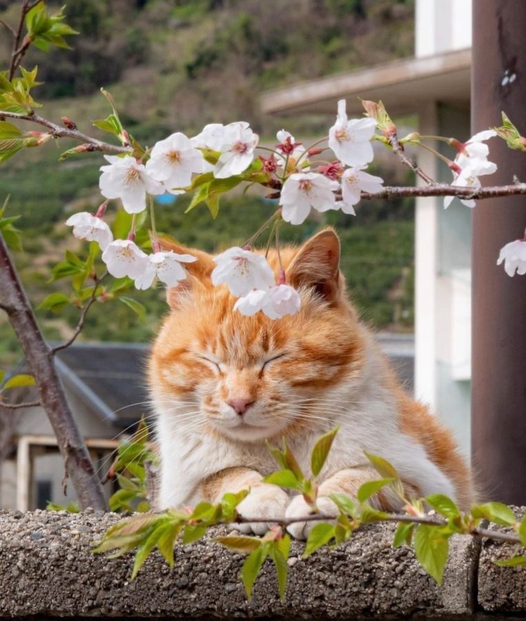 春日里赏海棠花晒太阳的小猫咪_11