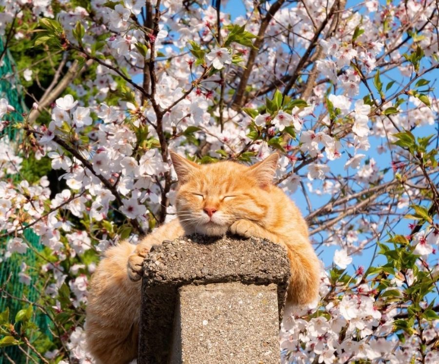 春日里赏海棠花晒太阳的小猫咪_14