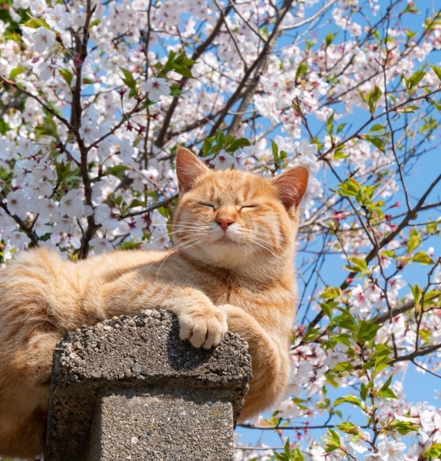 春日里赏海棠花晒太阳的小猫咪_16