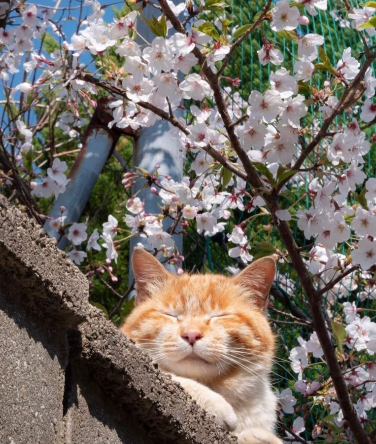 春日里赏海棠花晒太阳的小猫咪_17
