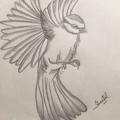 展翅高飞的小鸟黑白铅笔简笔画图片大全