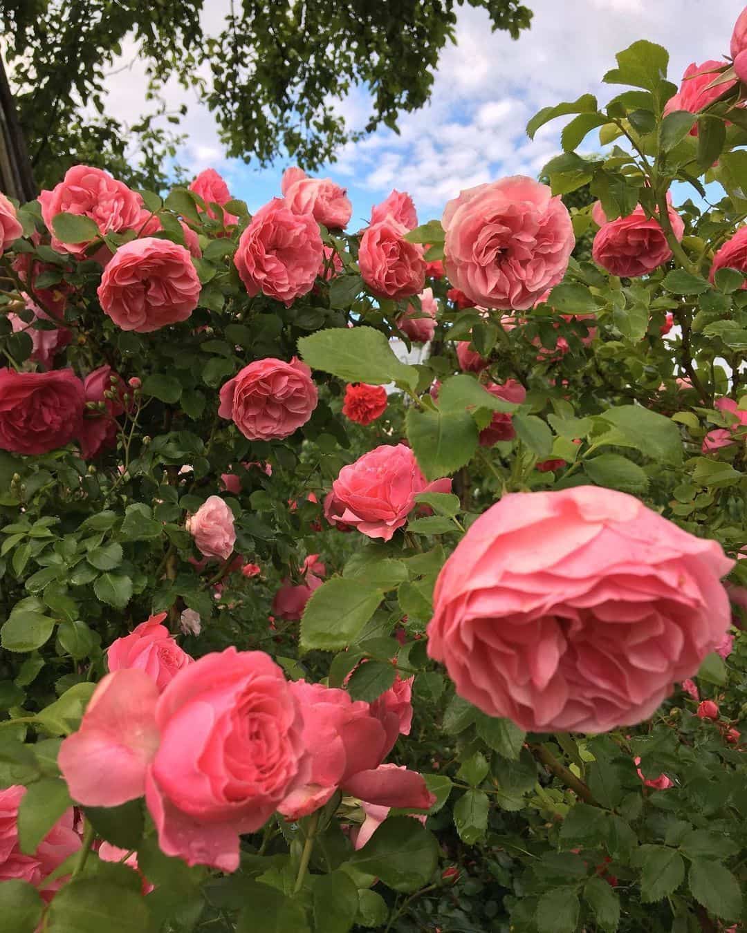 粉色淡雅精致的玫瑰花朵唯美图 英式粉玫瑰花园高清照片！_1
