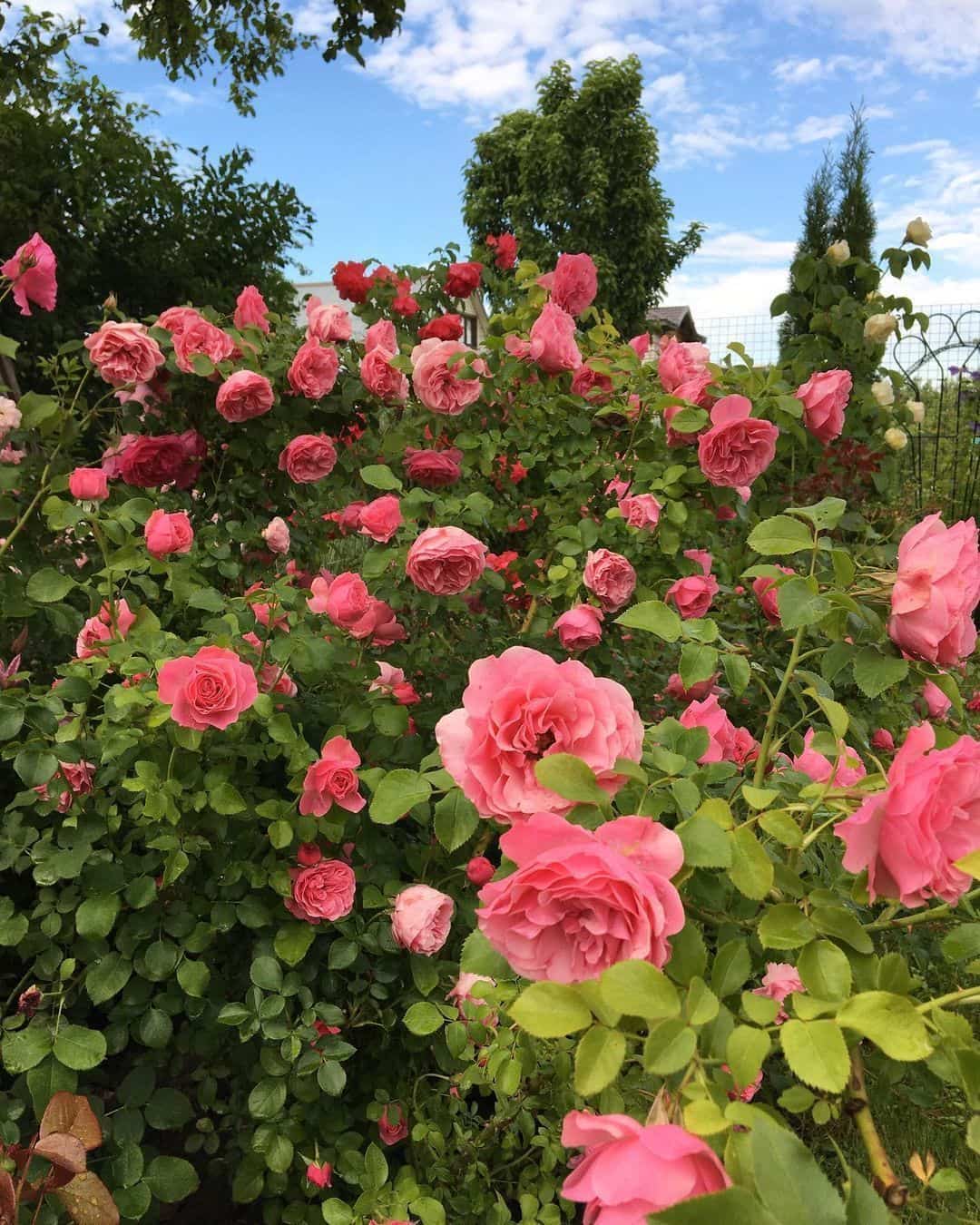 粉色淡雅精致的玫瑰花朵唯美图 英式粉玫瑰花园高清照片！_2