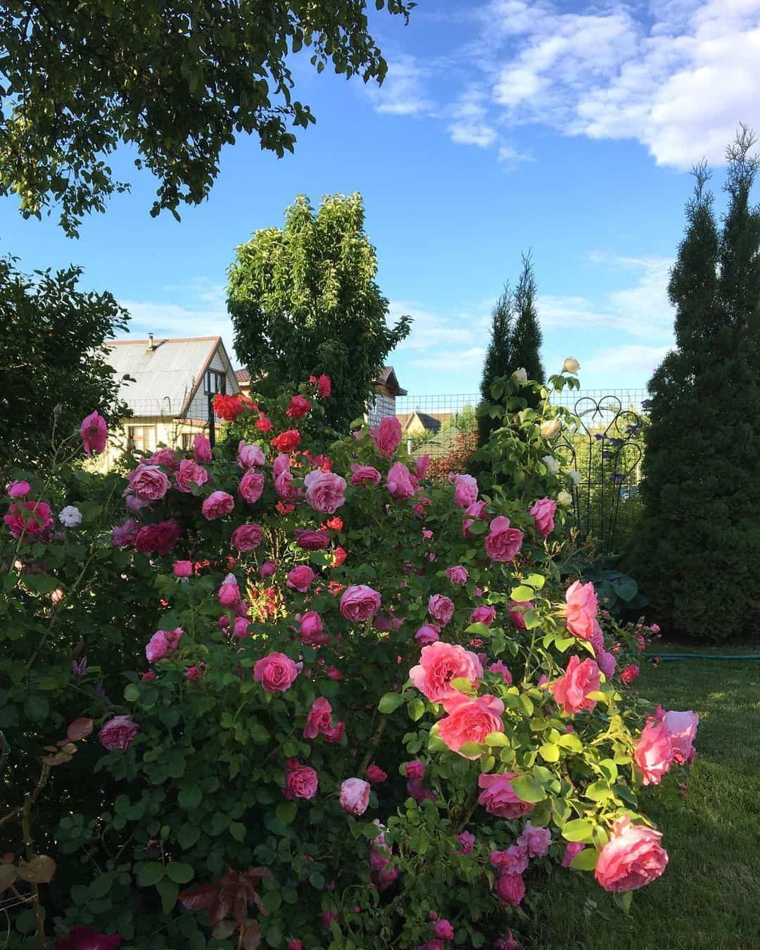 粉色淡雅精致的玫瑰花朵唯美图 英式粉玫瑰花园高清照片！_3
