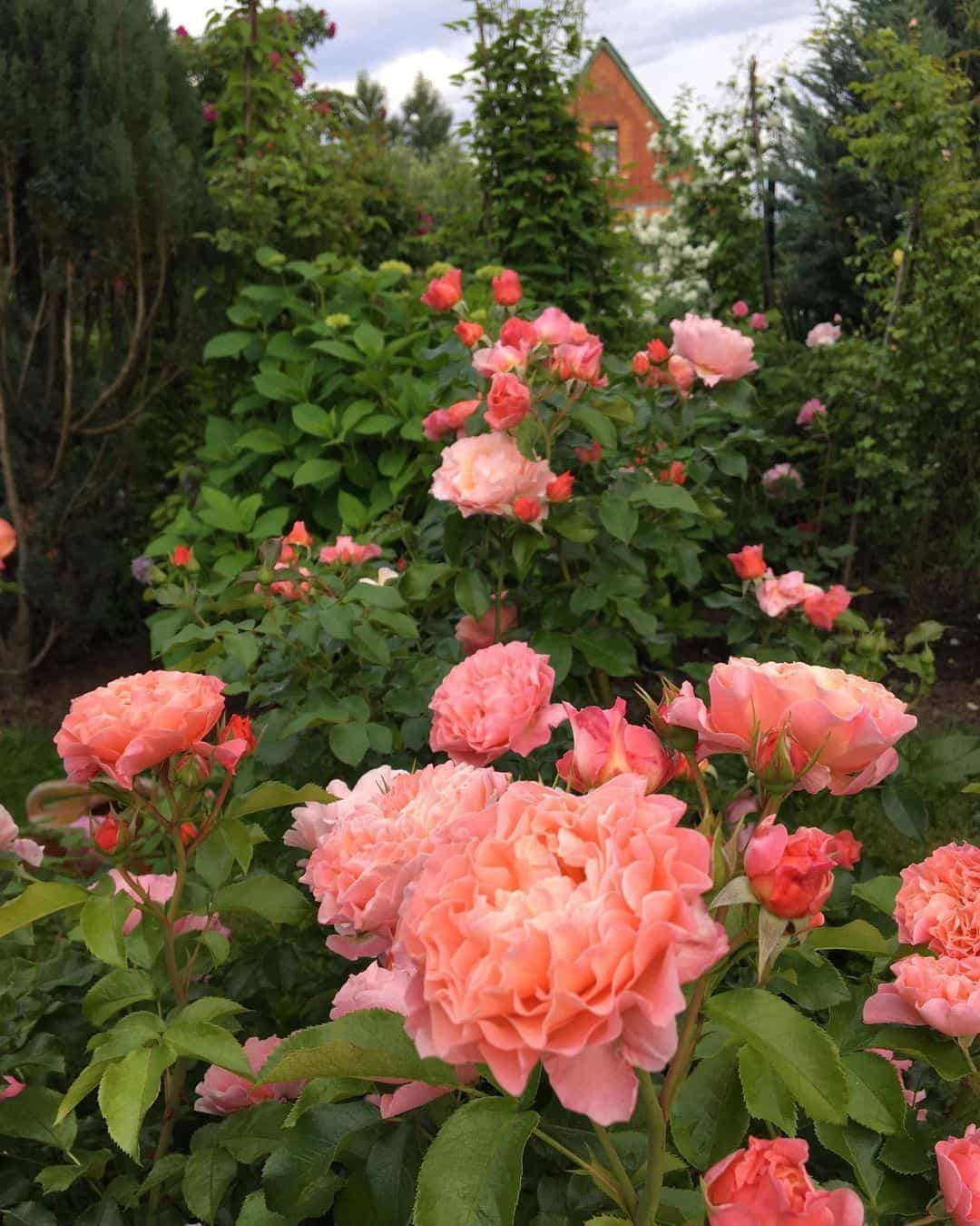 粉色淡雅精致的玫瑰花朵唯美图 英式粉玫瑰花园高清照片！_4